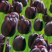Bulbi di Tulipano Nero Mix Olandesi, fioritura garantita (35pz)