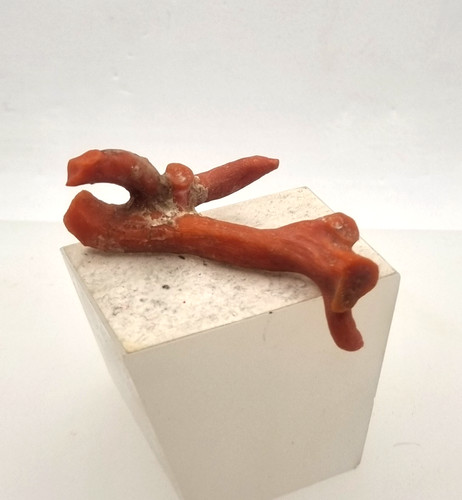 Corallo ramo mediterraneo - ,