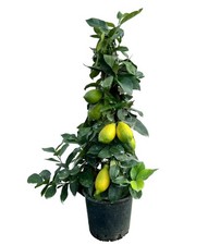 Piramide limone lunario - di,