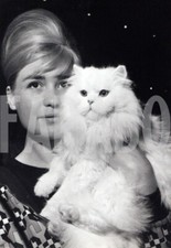 Foto vintage Francia, Un bel gatto persiano bianco, 1965, stampa 18x13 cm