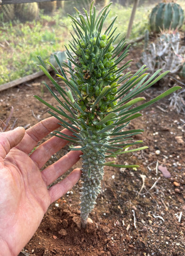 Euphorbia clandestina - euphorbia,