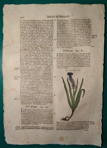 Stampa antica erbario mattioli - antica,