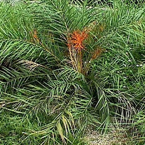 Phoenix acaulis dwarf - phoenix, date