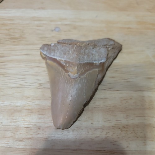 Megalodonte dente squalo - dente, 3