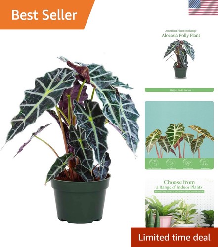 Compact alocasia polly african - alocasia,