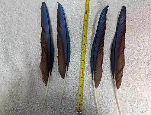 Piume volo ala colore - volo, ad