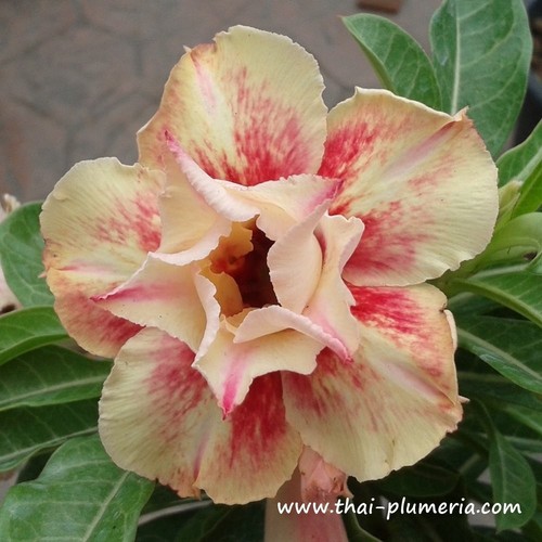 Rosa del deserto - -, adenium