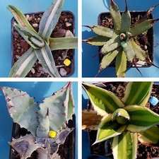4 Agave Set ! Aloe Dasylirion Yucca Haworthia Piante Grasse Bonsai Euphorbia
