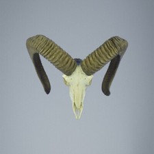 649MU Trofeo di caccia di muflone, corna 68-67cm C.22cm IT