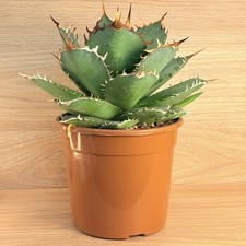 Agave titanota ,  pot 14cm
