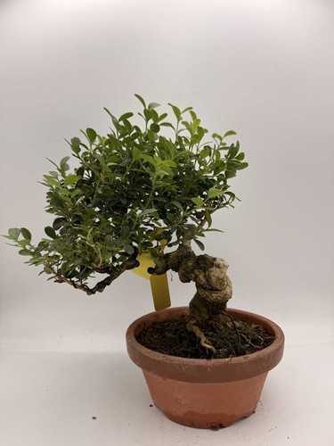 Bonsai bosso n1 - bonsai, di