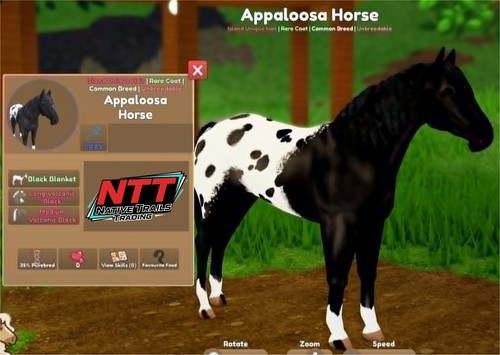 Wild horse islands black - horse,