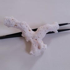 Corallo Bianco Grezzo Vintage