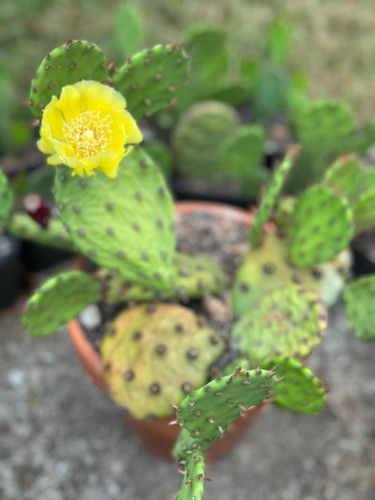 Cactus opuntia humifusa - cactus, /