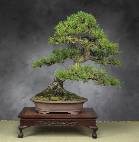 Pinus thunbergii pino - pinus,