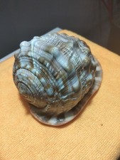 CONCHIGLIA MARINA " CASSIS