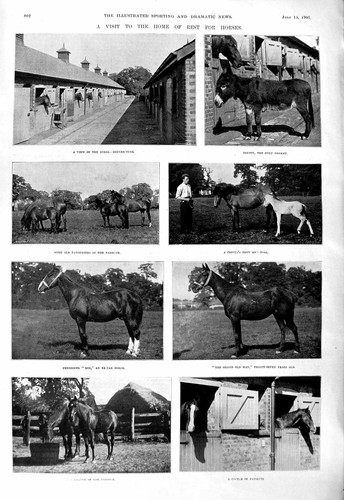 Vecchio 1901 cavalli - vecchio,