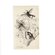 Antique Jardine Insects Print