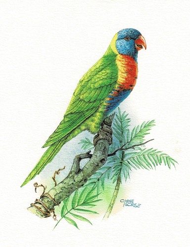 Pappagalli loris quadro - -,
