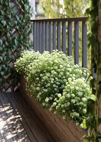 Iberis sempervirens tahoe - iberis,