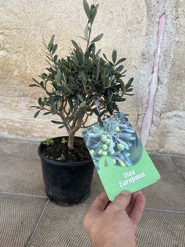 Pianta olivo certificata - pianta, di