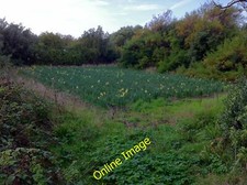 Photo 12x8 Bulb field in Lower Town Hugh Town On St. Agnes, Isles of Scill c2011
