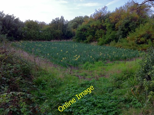 Photo 12x8 bulb - photo, field