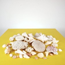 lotto di conchiglie e coralli