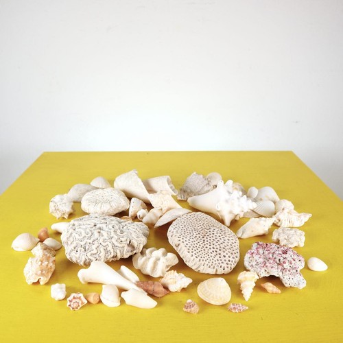 Lotto conchiglie coralli - di,
