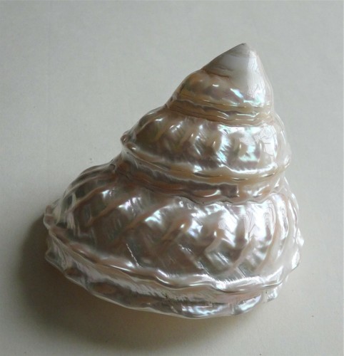 Conchiglia marina astrea - marina,