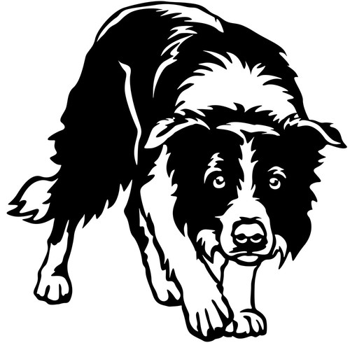 Adesivo border collie - adesivo,
