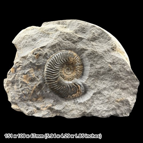 Leioceras ammonite fossil - leioceras,