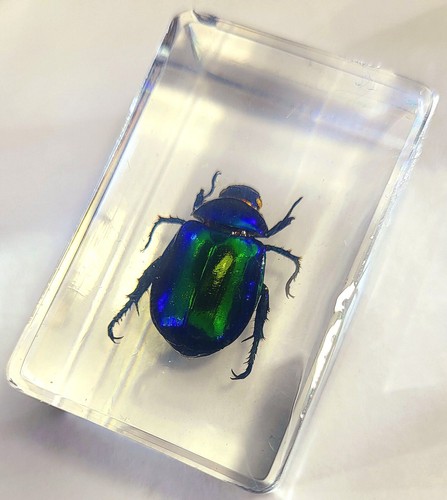 Scarabeo 44mm vero colorato