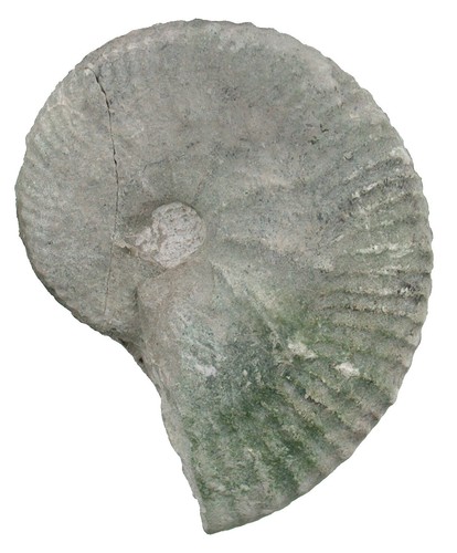 Malm taramelliceras nodoso - taramelliceras,