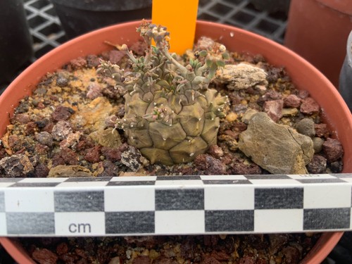 442 euphorbia decepta wysiwyg - 442,