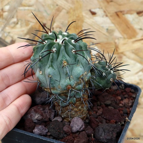 Copiapoa dealbata vaso cm - copiapoa, 10