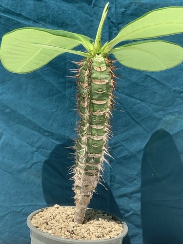 Euphorbia neohumbertii pot13cm - neohumbertii,