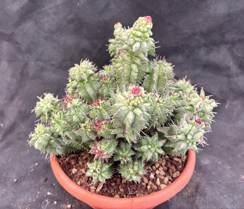 Euphorbia horrida monster - horrida,