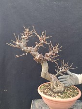 Bonsai quercus - bonsai, di
