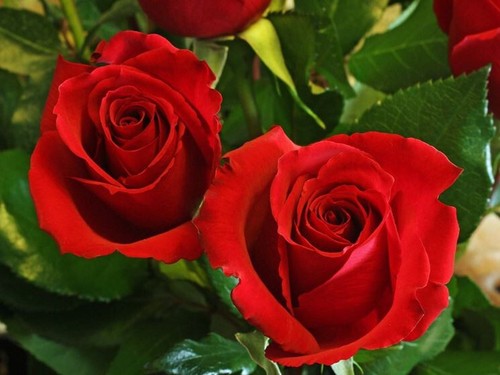Semi rosa rosso - ,