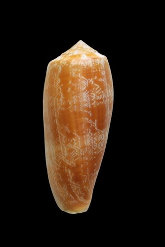 Shell conchiglia conus - shell,