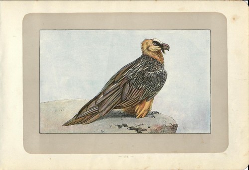 Stampa antica uccelli rapaci - uccelli,