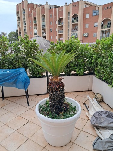 Vendo bellissimi cicas per - cicas..,