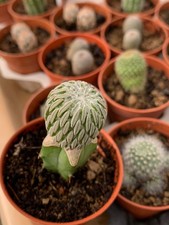 Pelecyphora asseliformis greffée rare 