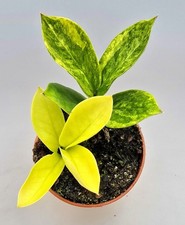 Zamioculcas zamiifolia aurea - zamioculcas,