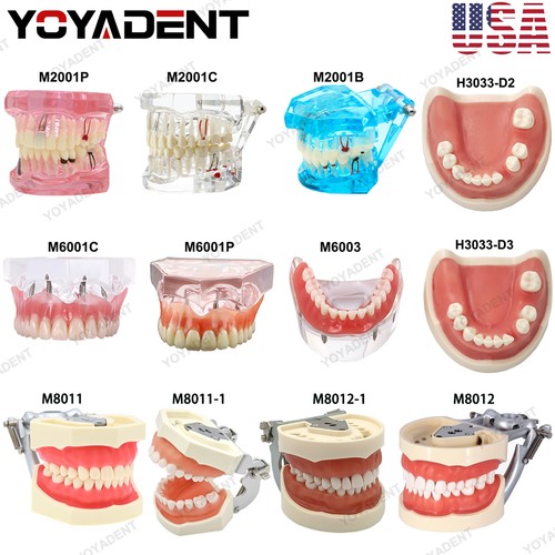 Modello denti dentali usa - modello,