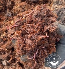 Lombrichi Rossi Californiani