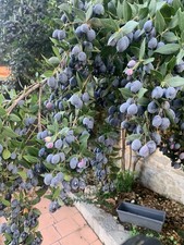 Bacche Di Mirto Nero