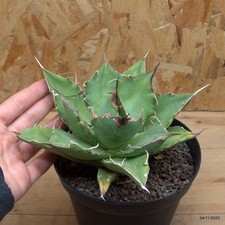 Agave titanota Vaso 14 cm
