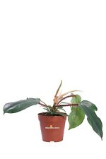 Pianta di Filodendro